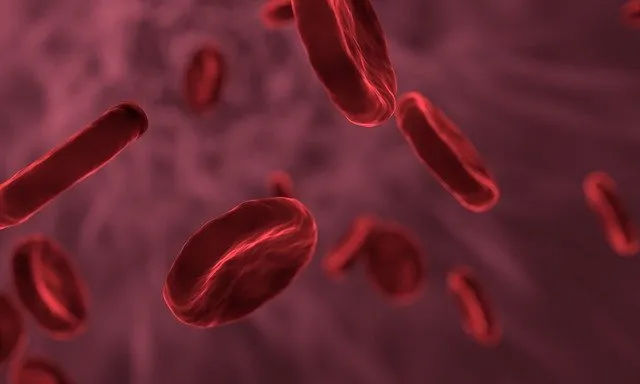 red blood cells 3188223 640 1