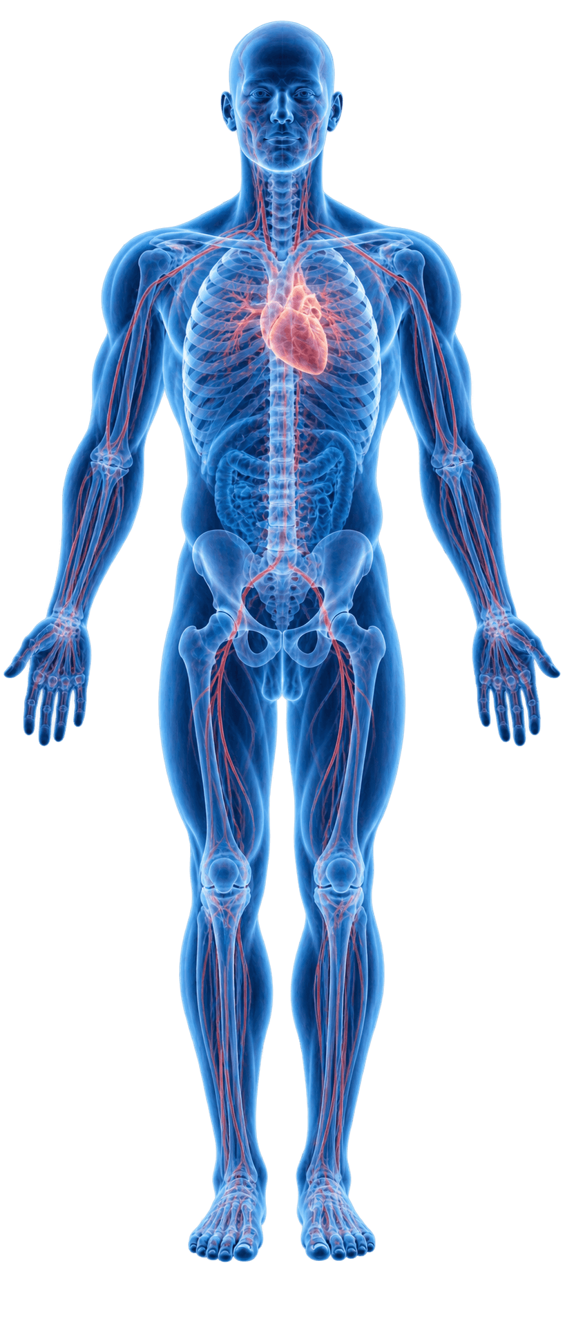 Human body pain areas